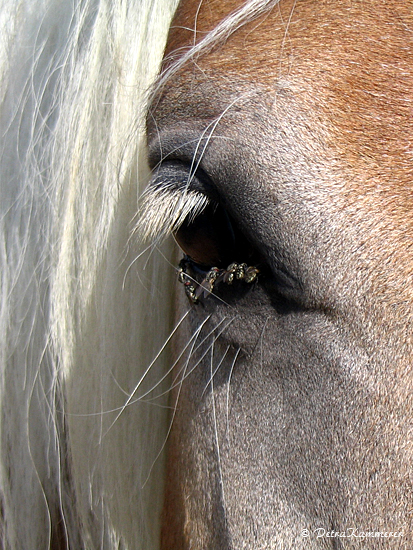 Horse Flies - Fotografie Fliegen am Pferdeauge